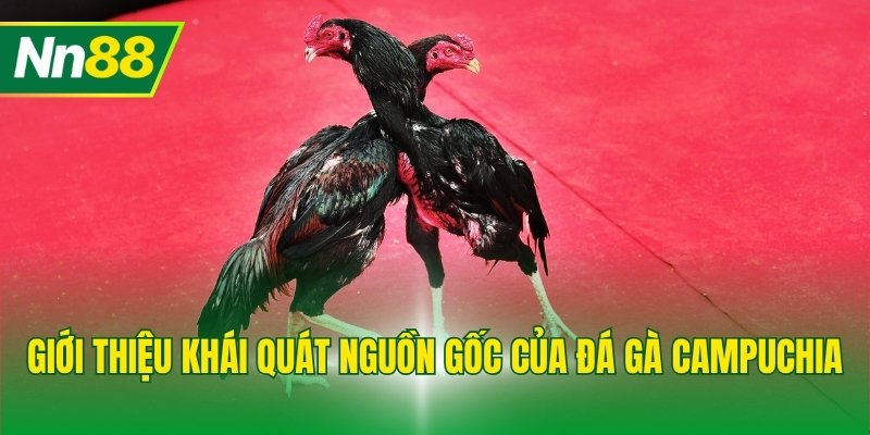 Giới thiệu khái quát nguồn gốc của đá gà Campuchia