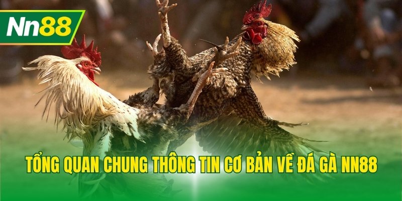 Tổng quan chung thông tin cơ bản về đá gà NN88