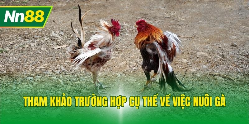 Tham khảo trường hợp cụ thể về việc nuôi gà